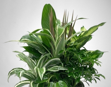 Plants