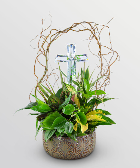 Sympathy Plants