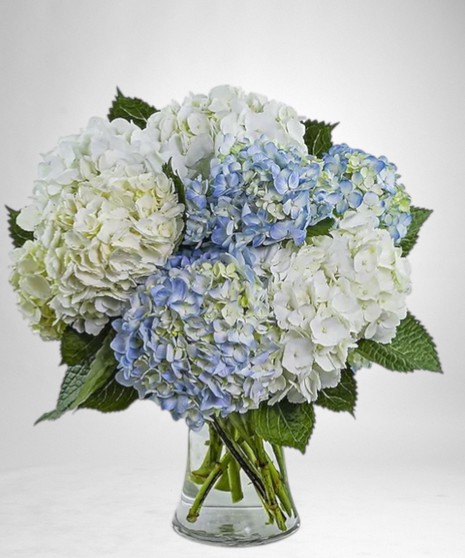 Lovely Lush Hydrangea