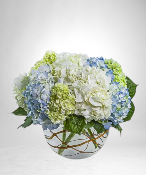 Dreamy Hydrangea