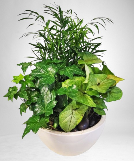 Plants